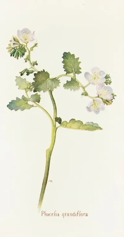 Phacelia Grandiflora
