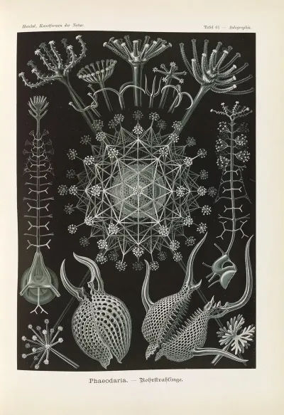 Phaeodaria Rohrstrahlinge 2