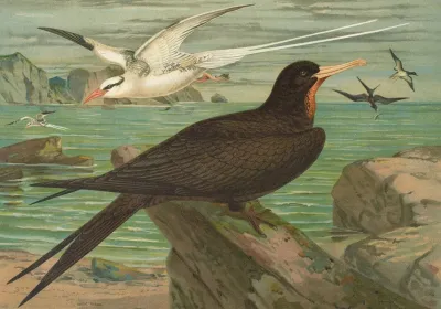 Phaeton Aethereus Fregata Aquila