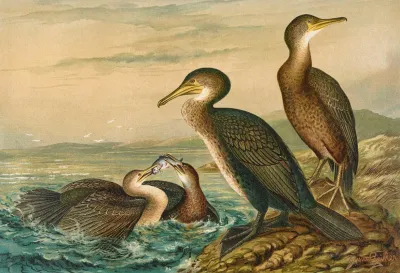 Phalacrocorax Carbo Phalacrocorax Graculus Phalacrocorax Pygmaeus