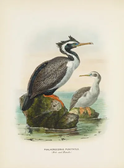 Phalacrocorax Punctatus Male And Female