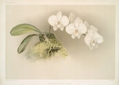 Phalaenopsis Casta