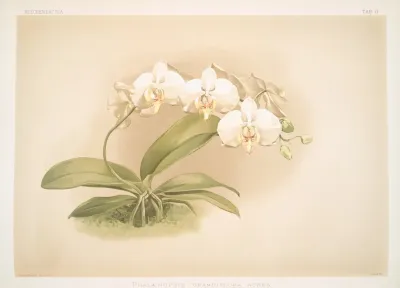 Phalaenopsis Grandiflora Aurea