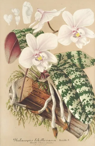 Phalaenopsis Schilleriana