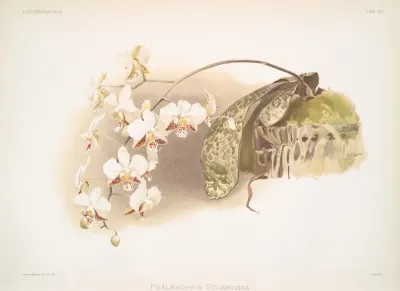 Phalaenopsis Stuartiana 2