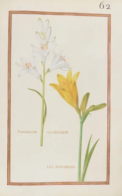 Phalangium Allobrogum Lili Asphodelus