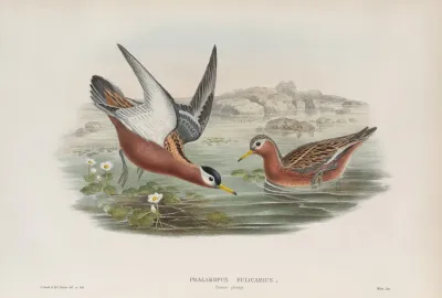 Phalaropus Fulicarius Summer Plumage Grey Phalarope Summer Plumage