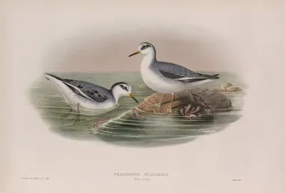 Phalaropus Fulicarius Winter Plumage Grey Phalarope Winter Plumage