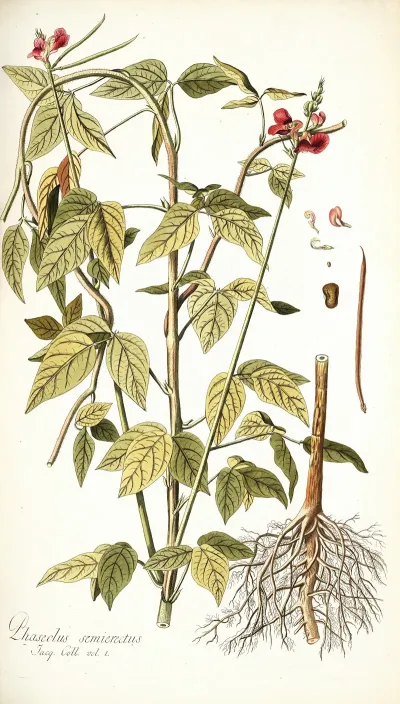 Phaseolus Semierectus