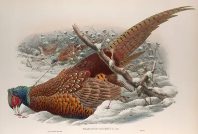 Phasianus Colchicus Common Pheasant