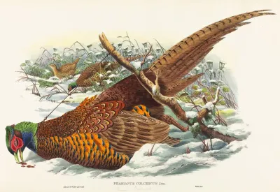 Phasianus Colchicus Ring Necked Pheasant