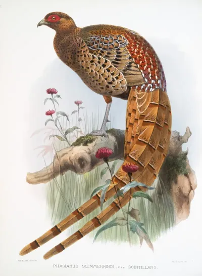 Phasianus Soemmerringi Var Scintillans 2
