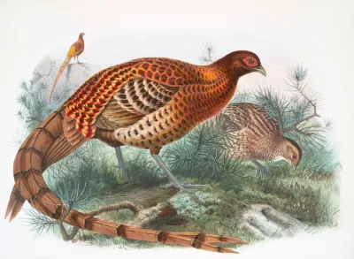 Phasianus Soemmerringii 2