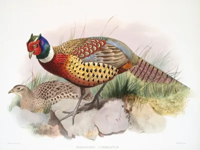 Phasianus Torquatus 2