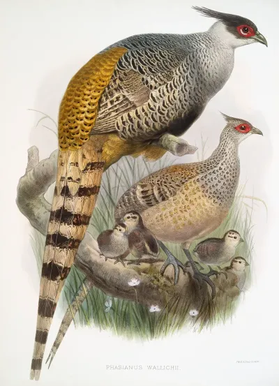Phasianus Wallichii 2