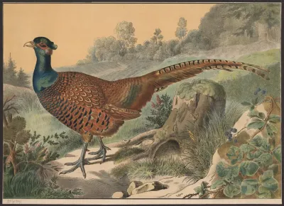 Pheasant 4