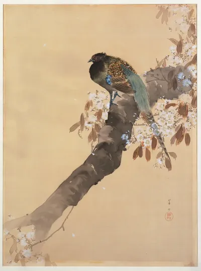 Pheasant On Cherry Blossom Branch
