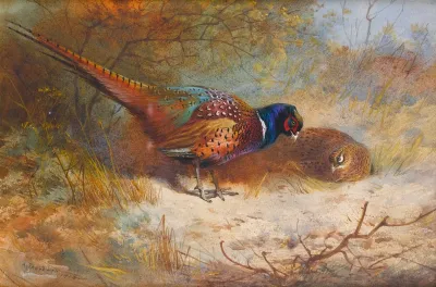 Pheasants 3