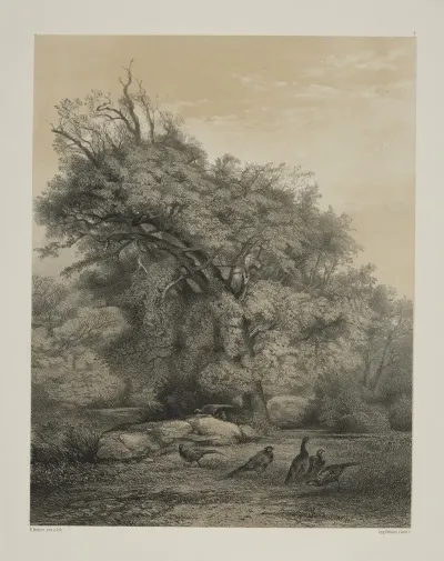 Pheasants 5