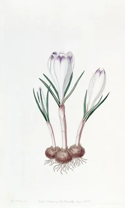 Pheasants Feather Crocus