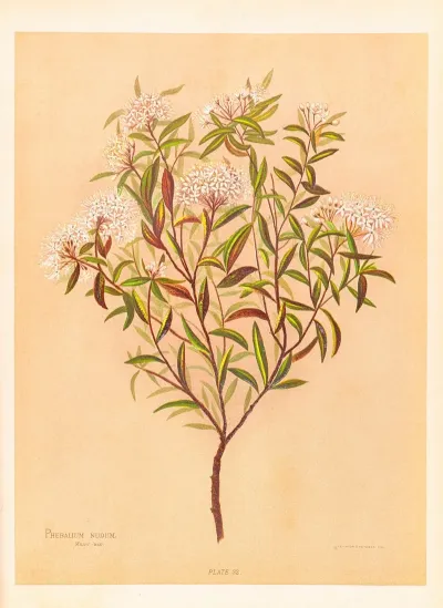 Phebalium Nudum