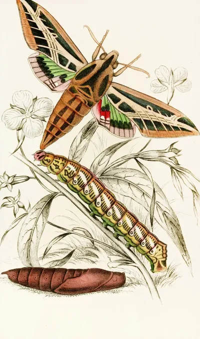 Philampelus Vitis