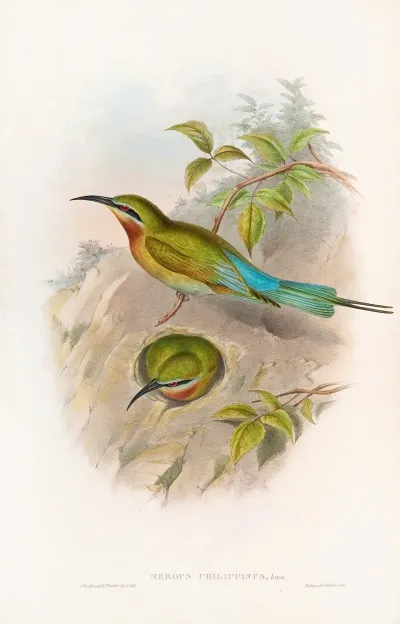 Philippine Bee Eater