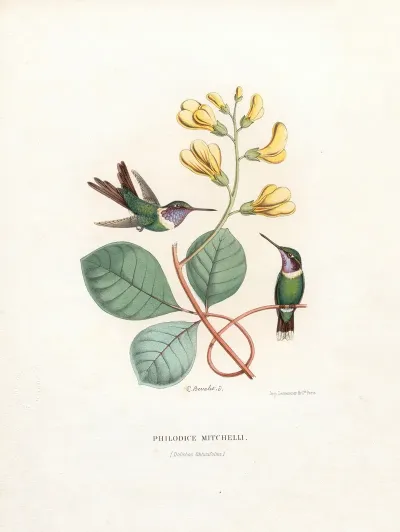 Philodice Mitchelli