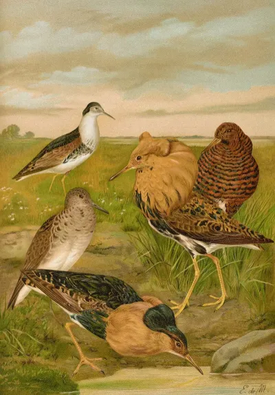 Philomachus Pugnax