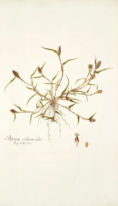 Phleum Schoenoides