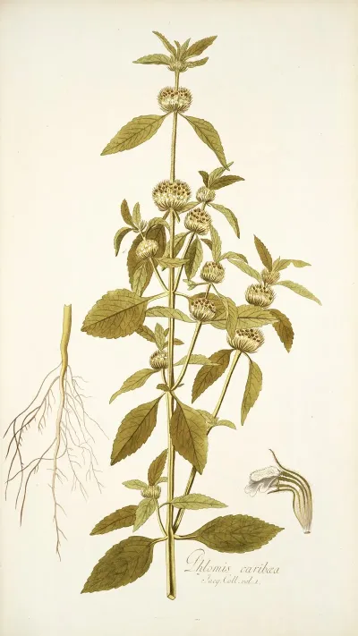 Phlomis Caribaea