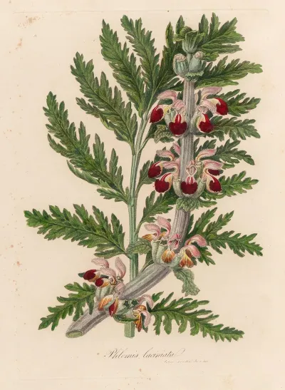 Phlomis Laciniata