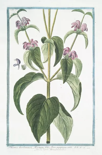Phlomis Narbonensis Hormini Folio Flore Purpurascente Herba Vneti Monspeliensibus Phlomis Taurica Sage
