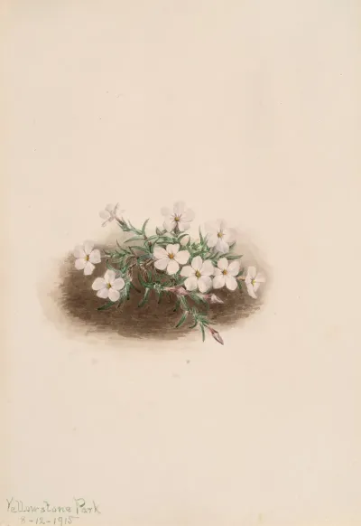 Phlox 2