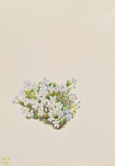 Phlox Phlox Caespitosa