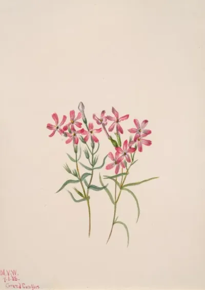Phlox Stansburyi
