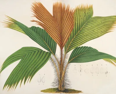 Phoenicophorium Sechellarum