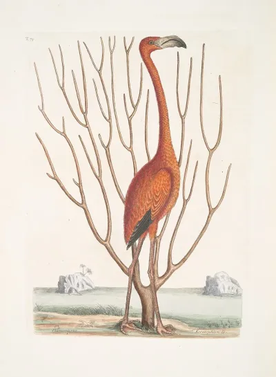Phoenicopterus Bahamensis The Flamingo Keratophiton C