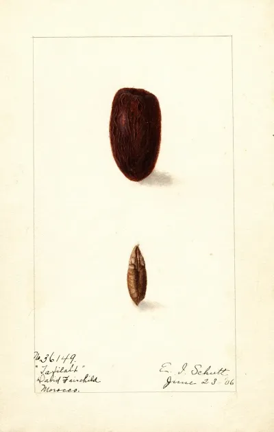 Phoenix Dactylifera Tafilalt