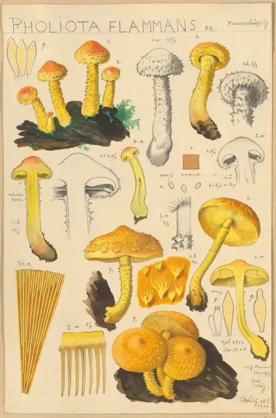 Pholiota Flammans Pholiota Caperata