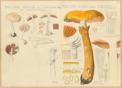 Pholiota Praecox Pholiota Aurea