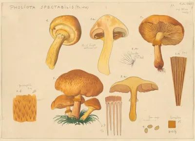 Pholiota Spectabilis Fr 1828