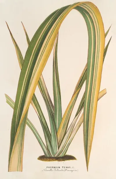 Phormium Tenax Fol Var