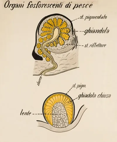 Phosphorescent Fish Organs