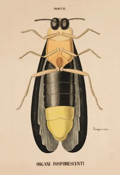 Phosphorescent Organs Of A Firefly