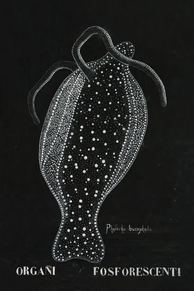 Phosphorescent Organs Of Phylliroe Bucephala
