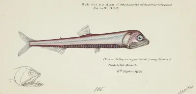 Photichthys Argenteus Nz Lighthouse Fish