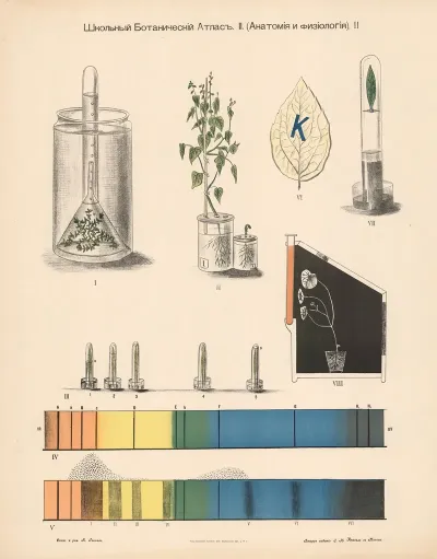 Photosynthesis