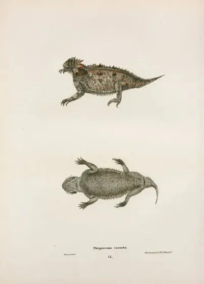 Phrynosoma Cornuta