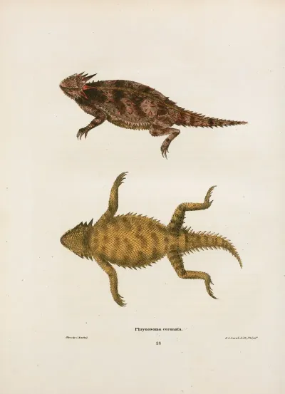 Phrynosoma Coronata